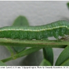 colias erate larva4 volg22